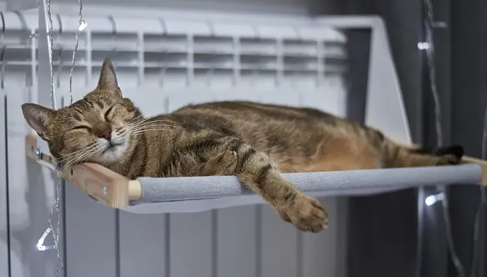 Framed Print : Image of a purebred Bengal cat lying on a hammock attached to a heater