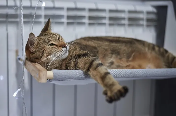Framed Print : Image of a purebred Bengal cat lying on a hammock attached to a heater Framed Print : Image of a purebred Bengal cat lying on a hammock attached to a heater