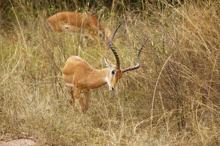 Framed Print : Impala (Aepyceros) with beautiful antlers in high grass Framed Print : Impala (Aepyceros) with beautiful antlers in high grass