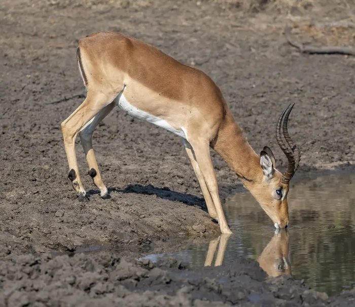 Framed Print : Impala (Aepyceros melampus) drinking at a natural waterhole