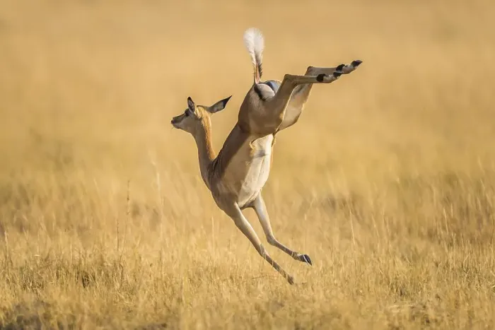 Framed Print : Impala (Aepyceros melampus), female jumping on the run