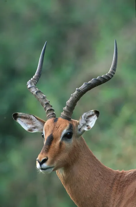 Framed Print : Impala (Aepyceros melampus), males