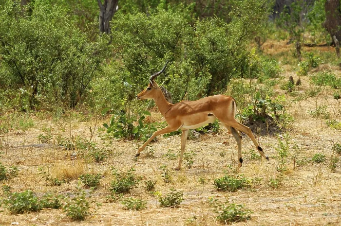 Framed Print : Impala (Aepyceros melampus), Moremi National Park