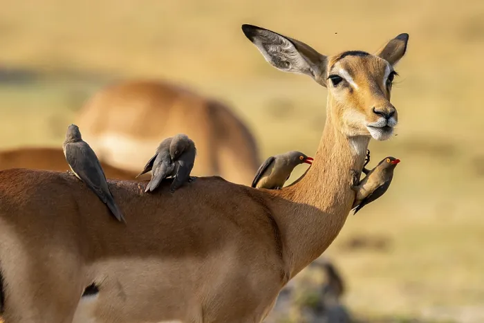 Framed Print : Impala (Aepyceros melampus) and red-billed oxpecker (Buphagus africanus)