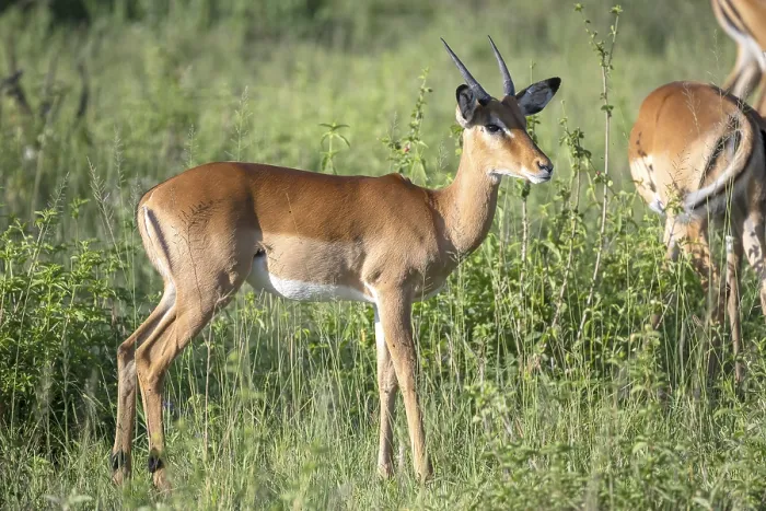 Framed Print : Impala (Aepyceros), Serengeti National Park