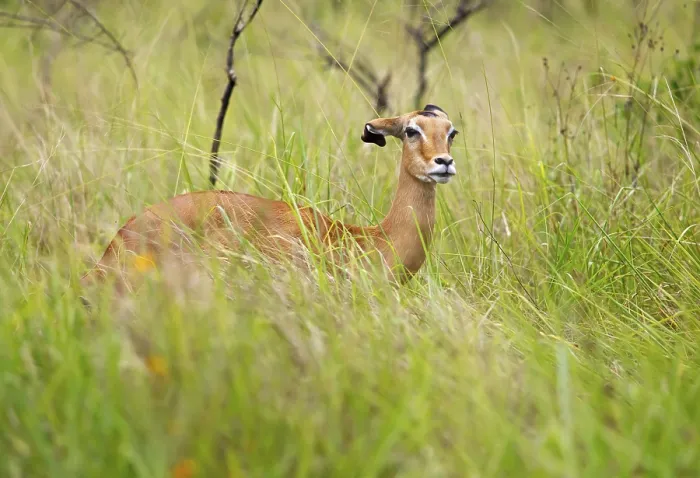 Framed Print : Impala (Aepyceros) in tall grass Framed Print : Impala (Aepyceros) in tall grass