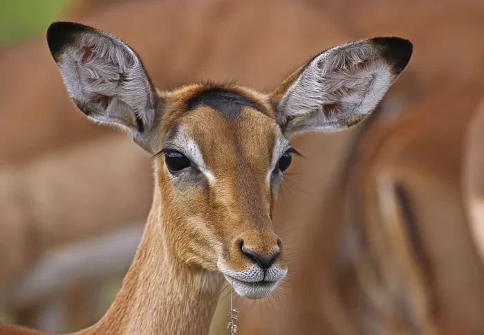 Framed Print : Impala, black heeled antelope, antelope, S Framed Print : Impala, black heeled antelope, antelope, S