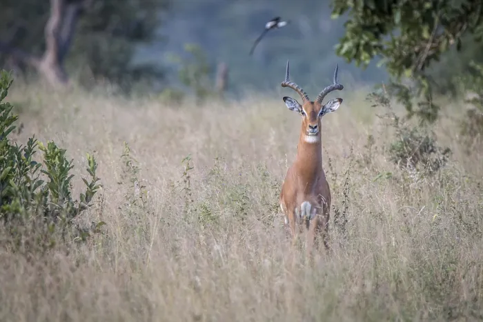 Framed Print : An Impala starring at the camera in the Sabi Sand Game Reserve