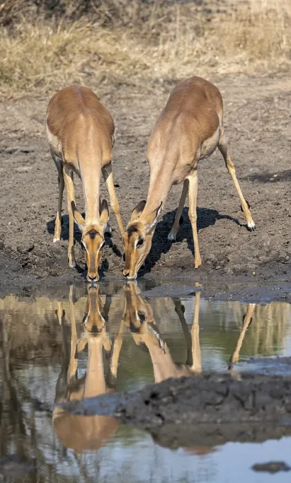Framed Print : Two impalas (Aepyceros melampus) drinking at a natural waterhole