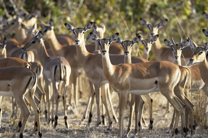 Framed Print : Impalas (Aepyceros melampus) herd