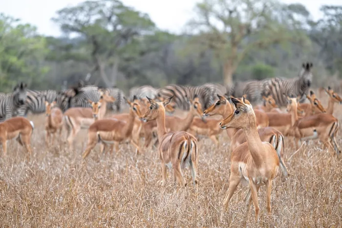 Framed Print : Impalas (Aepyceros melampus), herd in dry grass