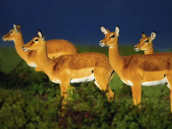 Framed Print : Impalas (Aepyceros melampus) in in the evening light