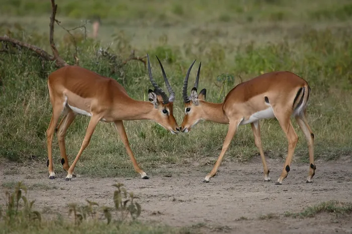Framed Print : Impalas (Aepyceros melampus) males, Kenya