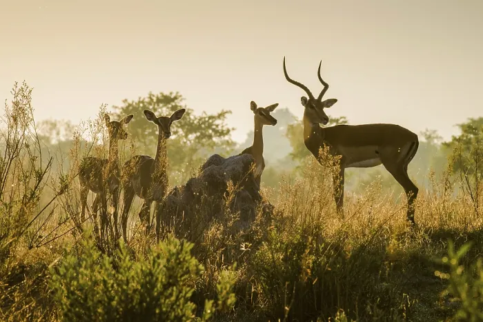 Framed Print : Impalas (Aepyceros melampuss), group with buck and female attentive in the backlight Framed Print : Impalas (Aepyceros melampuss), group with buck and female attentive in the backlight
