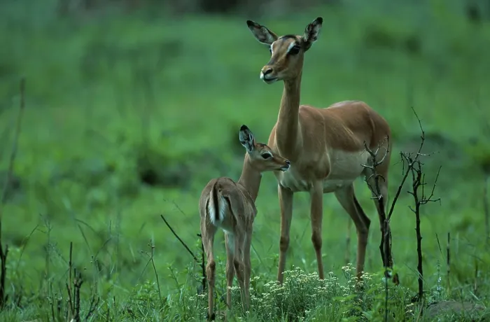 Framed Print : Impalas, female with kid, South Africa
