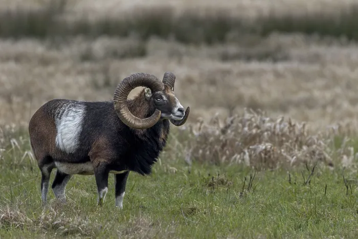 Framed Print : One often has the impression that every movement is perceived by the mouflon ram (Ovis gmelini)