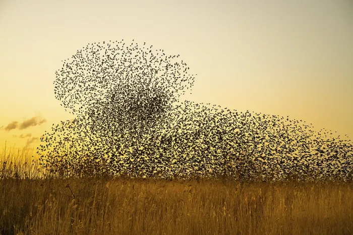 Framed Print : An impressive flock of starlings (Sturnus vulgaris)