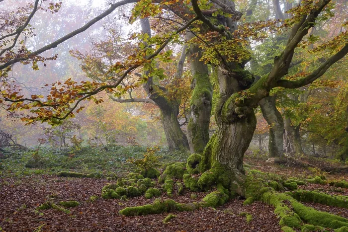Framed Print : An impressive old tree with moss-covered roots in a misty autumn forest