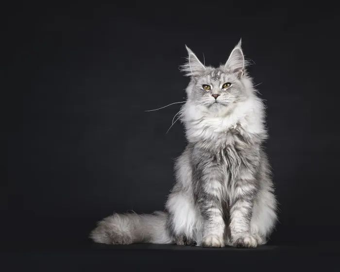 Framed Print : Impressive silver Maine Coon cat Framed Print : Impressive silver Maine Coon cat