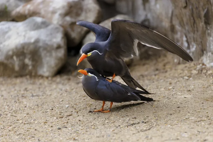 Framed Print : Inca Tern (Larosterna inca), Germany, Europe Framed Print : Inca Tern (Larosterna inca), Germany, Europe