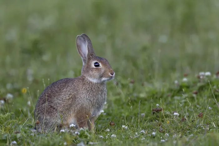 Framed Print : With increasing age, the young wild rabbit (Oryctolagus cuniculus) becomes more and more experienced and cautious Framed Print : With increasing age, the young wild rabbit (Oryctolagus cuniculus) becomes more and more experienced and cautious