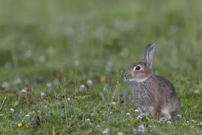 Framed Print : With increasing age, the young wild rabbit (Oryctolagus cuniculus) becomes more and more experienced and cautious