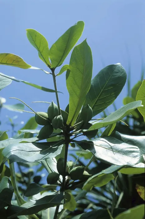Framed Print : Indian almond (Terminalia catappa)