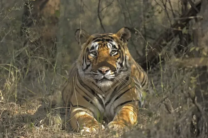 Framed Print : Indian or Bengal Tiger (Panthera tigris tigris) in its habitat