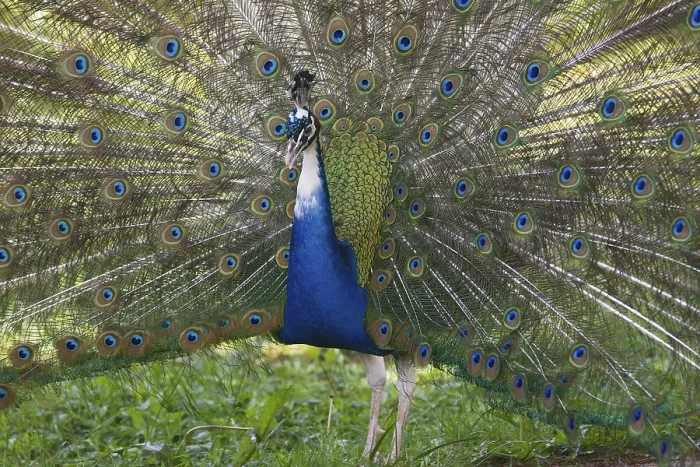 Framed Print : Indian or blue peafowl (Pavo cristatus mut)