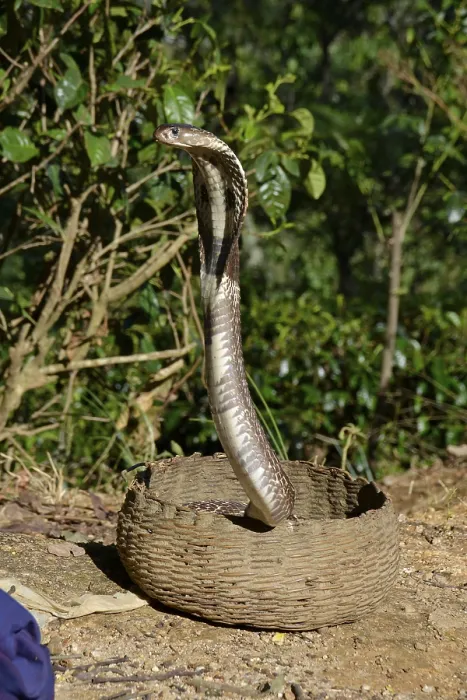 Framed Print : Indian cobra (Naja naja). Sri Lanka Framed Print : Indian cobra (Naja naja). Sri Lanka