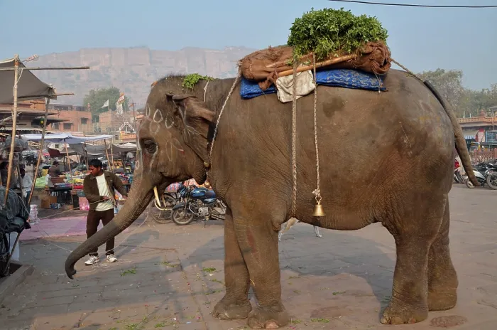 Framed Print : Indian Elephant begging Jodhpur Rajasthan India Asia
