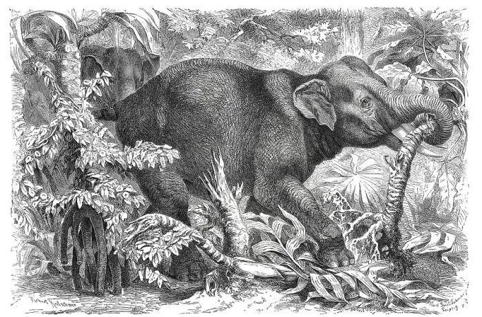 Framed Print : Indian Elephant (Elephas maximus indicus) Framed Print : Indian Elephant (Elephas maximus indicus)