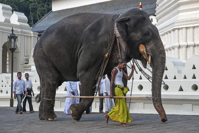 Framed Print : Indian elephant (Elephas maximus) working with mahout Framed Print : Indian elephant (Elephas maximus) working with mahout