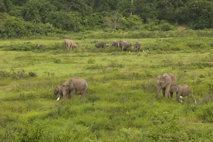 Framed Print : Indian elephants (Elephas maximus indicus) Framed Print : Indian elephants (Elephas maximus indicus)