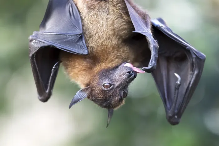 Framed Print : Indian Flying Fox (Pteropus giganteus), captive