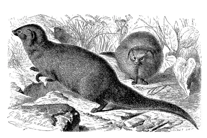 Framed Print : Indian gray mongoose (Herpestes edwardsii)