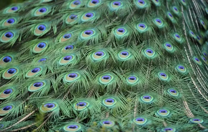 Framed Print : Indian Peafowl or Blue Peafowl (Pavo cristatus)