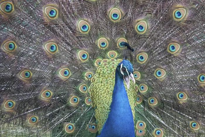 Framed Print : Indian Peafowl or Blue Peafowl (Pavo cristatus) Framed Print : Indian Peafowl or Blue Peafowl (Pavo cristatus)