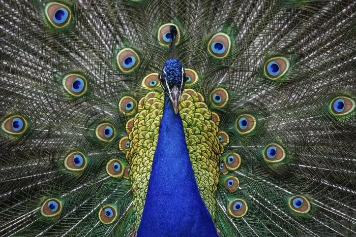 Framed Print : Indian peafowl (Pavo cristatus)