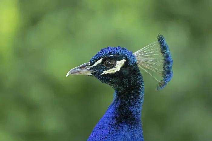Framed Print : Indian peafowl (Pavo cristatus)
