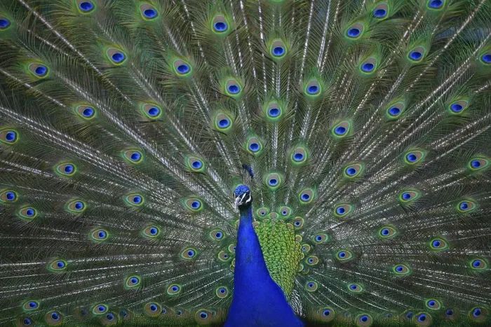 Framed Print : Indian peafowl (Pavo cristatus)