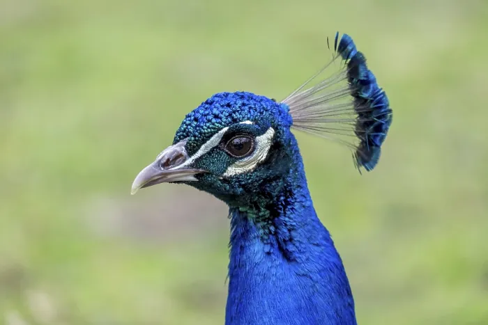 Framed Print : Indian peafowl (Pavo cristatus)