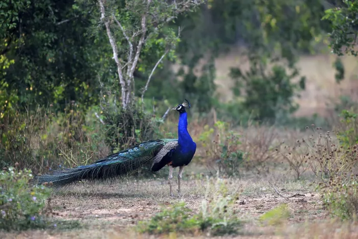 Framed Print : Indian peafowl (Pavo cristatus)