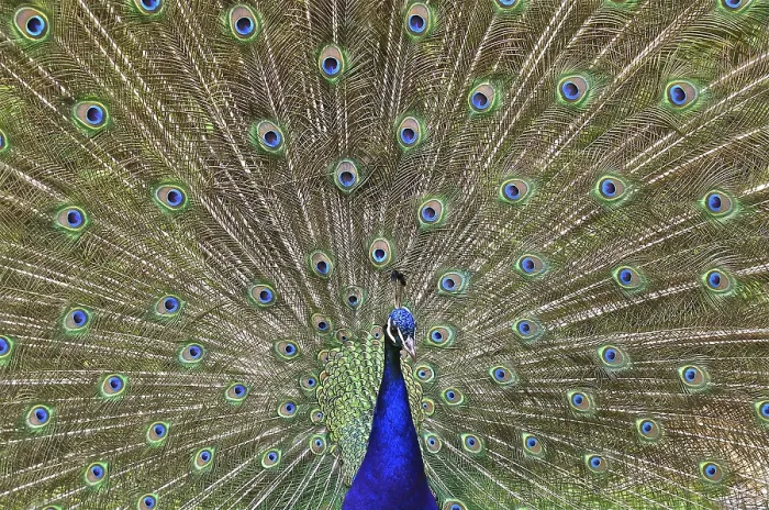 Framed Print : Indian peafowl (Pavo cristatus) peacock does cartwheel Framed Print : Indian peafowl (Pavo cristatus) peacock does cartwheel