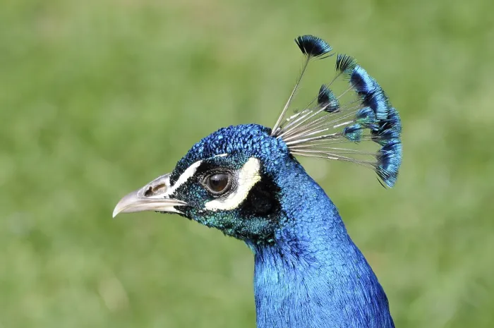 Framed Print : Indian peafowl (Pavo cristatus), portrait, captive