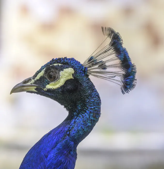 Framed Print : Indian peafowl (Pavo scalloped ribbonfish) at the castle of