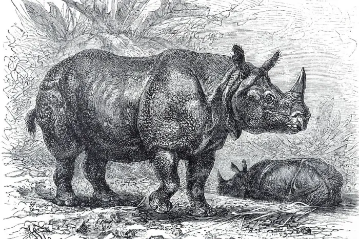 Framed Print : Indian Rhinoceros (Rhinoceros indicus)