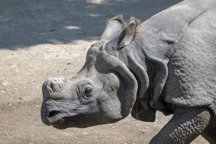 Framed Print : Indian rhinoceros (Rhinoceros unicornis)