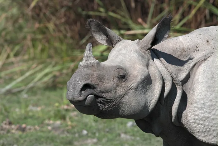 Framed Print : Indian rhinoceros (Rhinoceros unicornis)