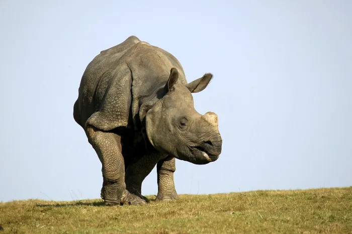 Framed Print : INDIAN RHINOCEROS (rhinoceros unicornis)